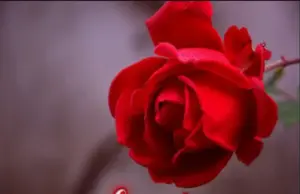 Rish Tz – Nakuona Rish Tz – Nakuona